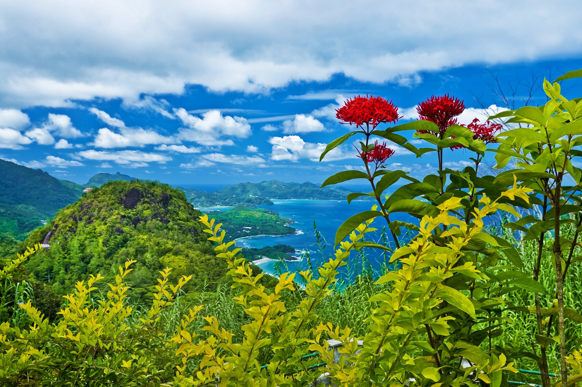 natura paesaggio montagne alberi arbusti fiori nuvole