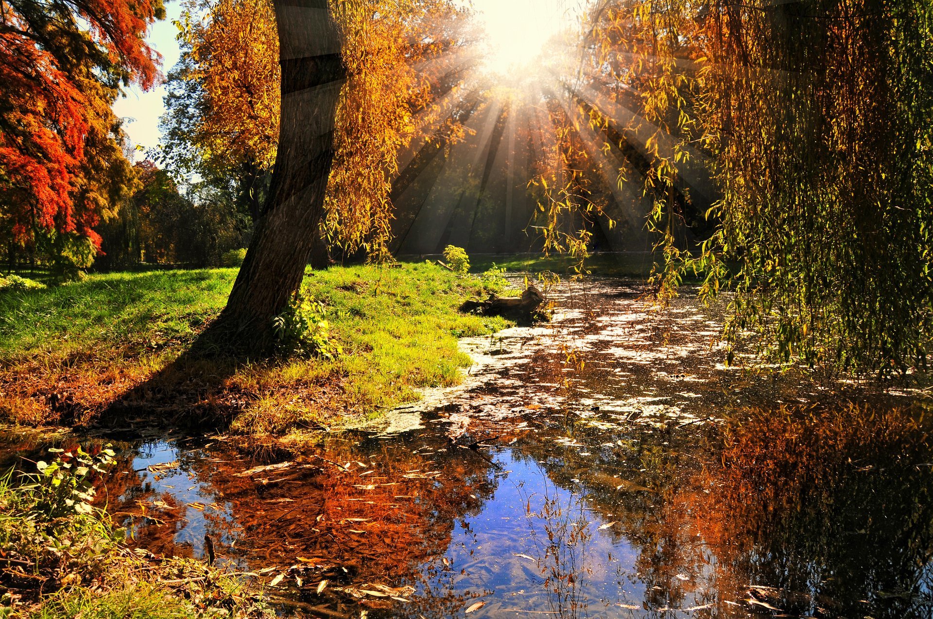 landscape nature sun rays tree leaves autumn