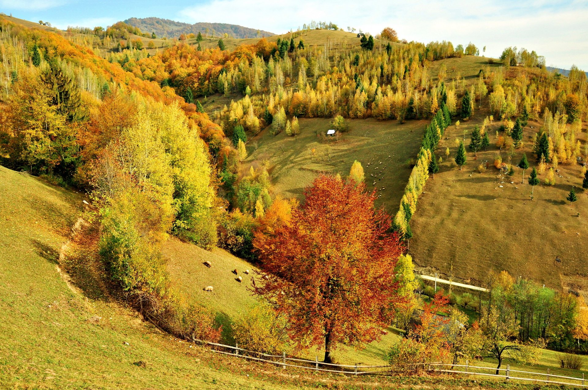 осень лес деревья пейзаж