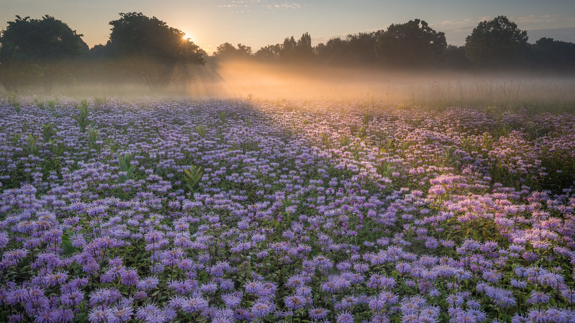 poranek pole kwiaty natura krajobraz