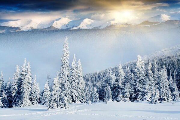 Les rayons du soleil pénétraient à travers les sommets des arbres de Noël