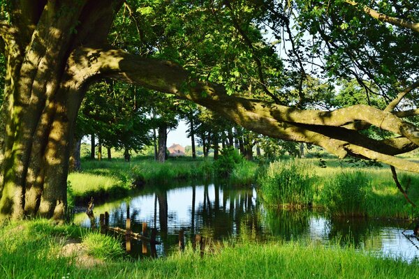 Der mächtige Baum war verzweigt und grün