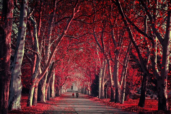 Purpurroter Herbst im Park