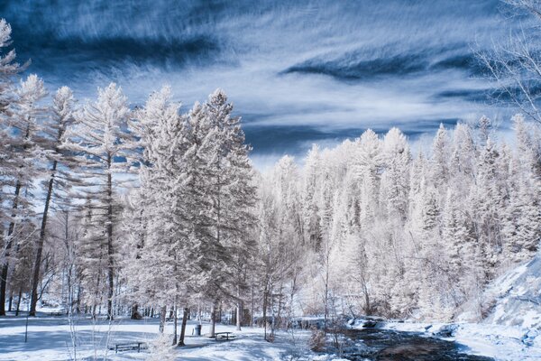 A river in a snowy forest