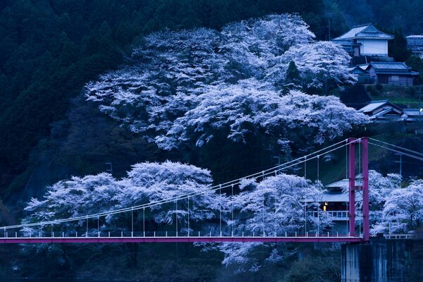 Ponte sul pendio delle montagne su uno sfondo di fiori di ciliegio