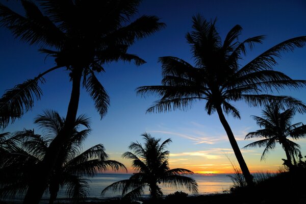 Meer mit Palmen und Wolken