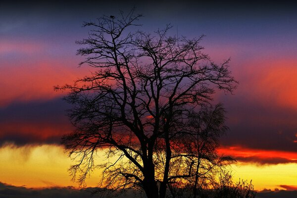 Ein Baum auf einem gelb - violetten Sonnenuntergang Hintergrund