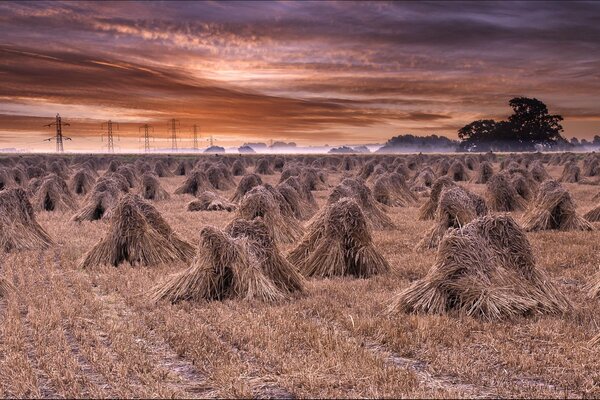 Sheaves of hay in a large field