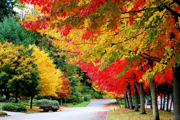 Eine Straße unter hellen Herbstbäumen