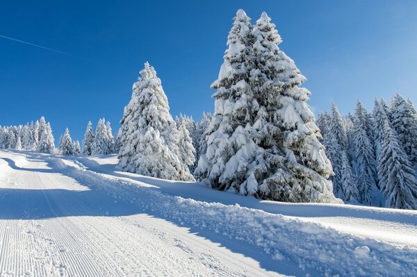 Snow-covered fir trees along the road