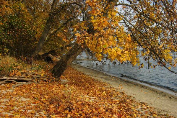 Blätter im Herbst in Polen