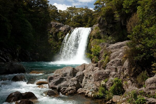 Cascata, foresta in Nuova Zelanda