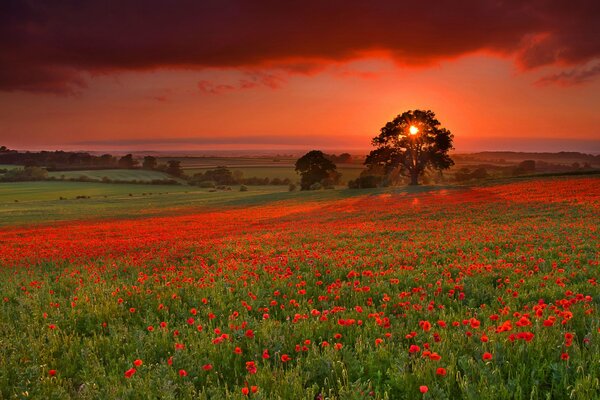 Campo con amapolas hermosa puesta de sol