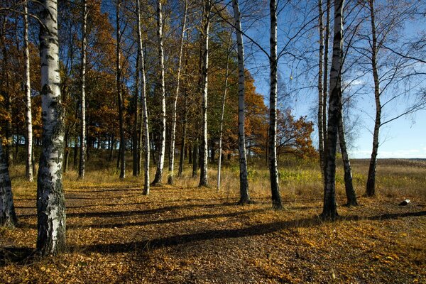 Herbst Birken auf blauem Himmel Hintergrund