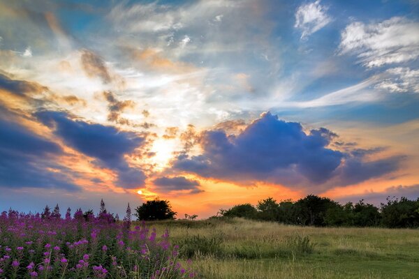 Landschaft mit Sonnenuntergang auf einem Blumenfeld