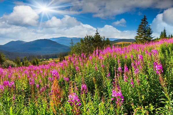 Prairie d été avec des fleurs de thé Ivan