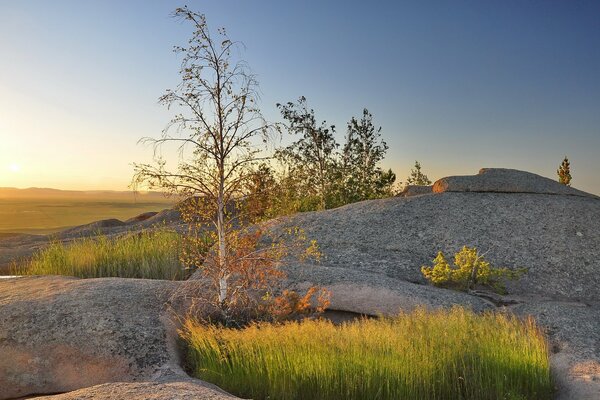 A tree near a hill at sunset