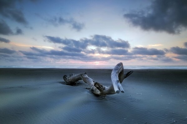 Landscape of a tree on the sea sand