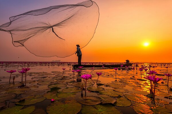 Lotos rosados en el lago de Tailandia