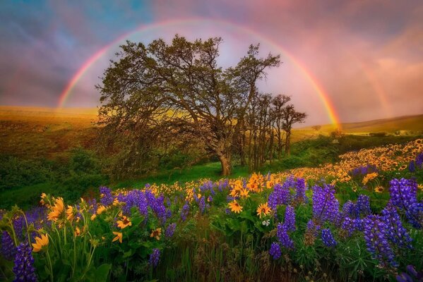 Der US-Nationalpark , wo Lupinen gefunden werden können