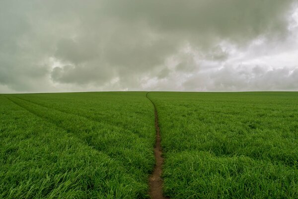 Eine Kombination aus einem wütenden Feld und einem grauen Himmel