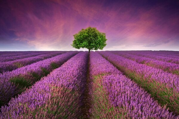 Beautiful lavender field with a free-standing tree