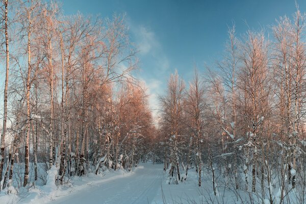 Winter forest on a clear day