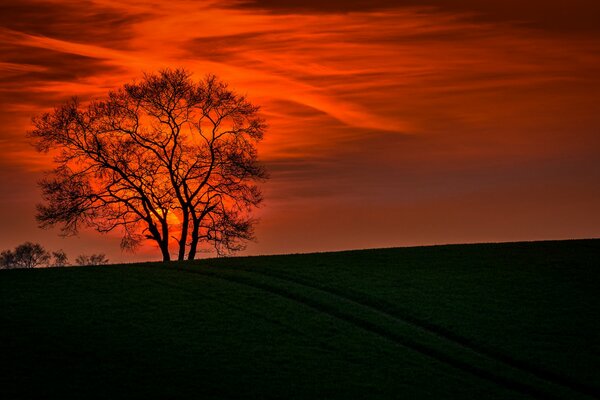 Das Bild der Landschaft auf dem Hintergrund des Sonnenuntergangs