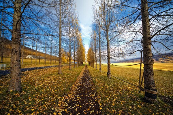 Paisaje de otoño, otoño dorado