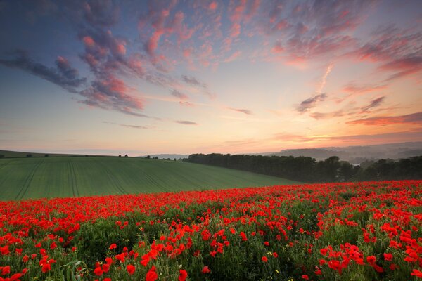 Evening poppy field in the County of Sussex in England