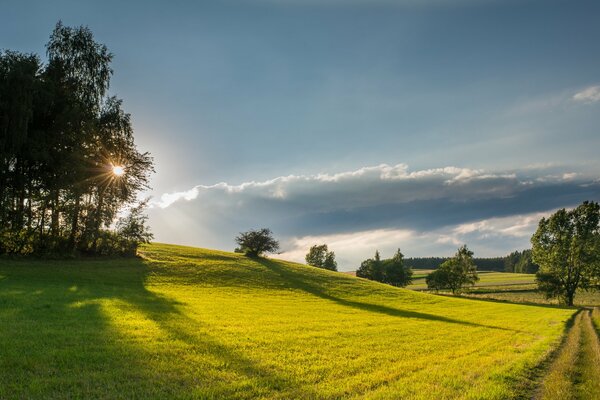 Summer landscape green field