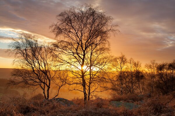 Golden landscape of Great Britain light penetrates through the branches of birch trees