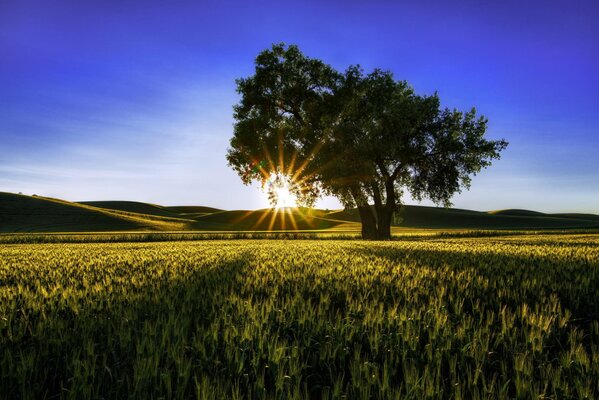 Campo con il sole del mattino e albero