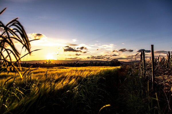 Bellissimo paesaggio sul campo