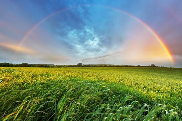 Regenbogen auf einem Feld mit Gras