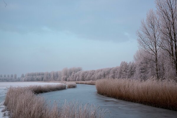 Río de invierno a través del bosque de invierno dormido