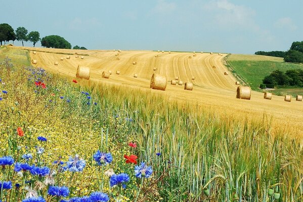 Field with flowers and rolamizim