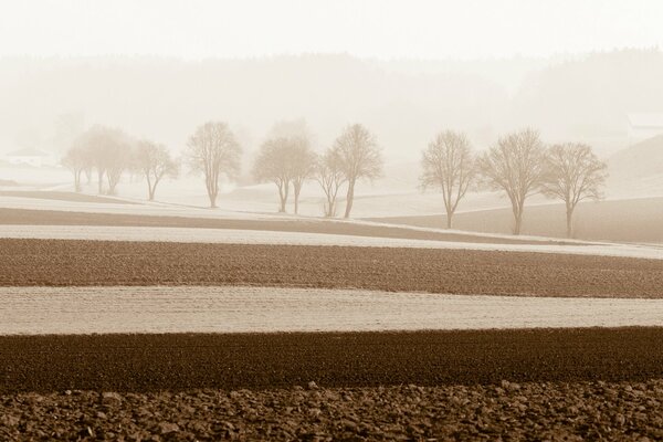 Foggy morning among the trees