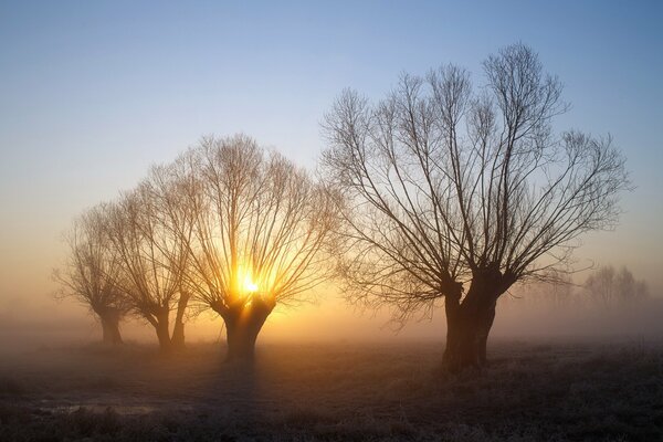 Amanecer niebla y árboles