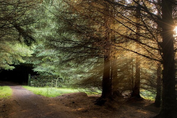 Landscape. a quiet forest and a ray of sunshine