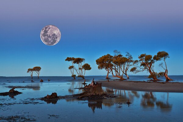 La Luna y los árboles en la orilla del estanque