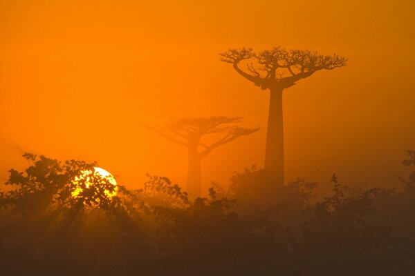 Nature of the savanna in orange tones sunset