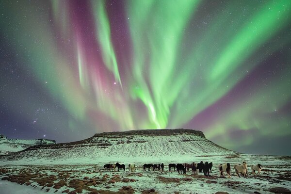 Aurora boreale sopra i cavalli del Nord