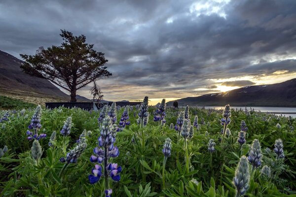 Island schöne Landschaft mit blauen Blumen und bewölktem Himmel