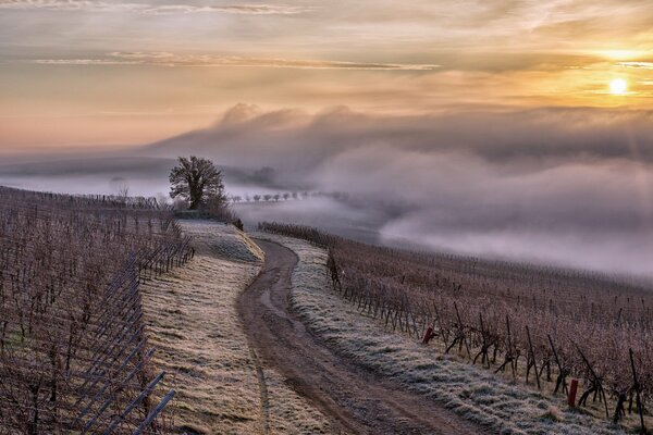 Grey haze in French Alsace