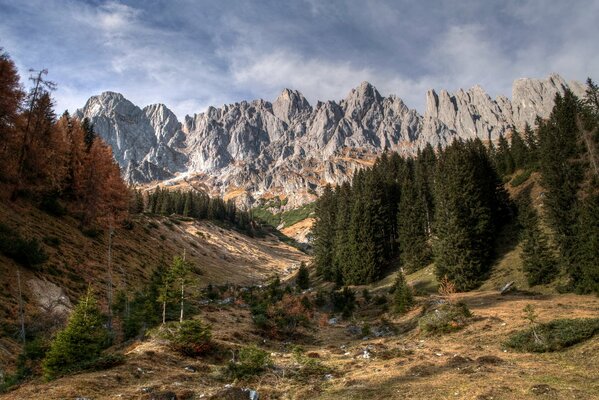 Forêt de conifères et montagnes rocheuses