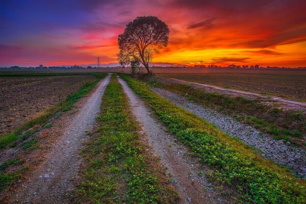 A lonely tree on the road. sunset