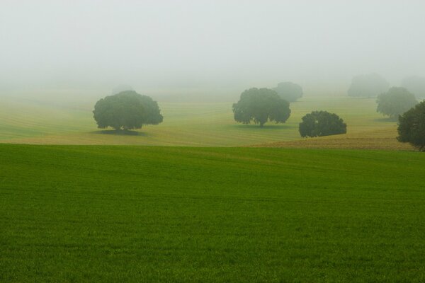 Landscape of trees in a field in the fog