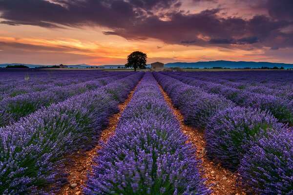 Campos de lavanda franceses en Provenza