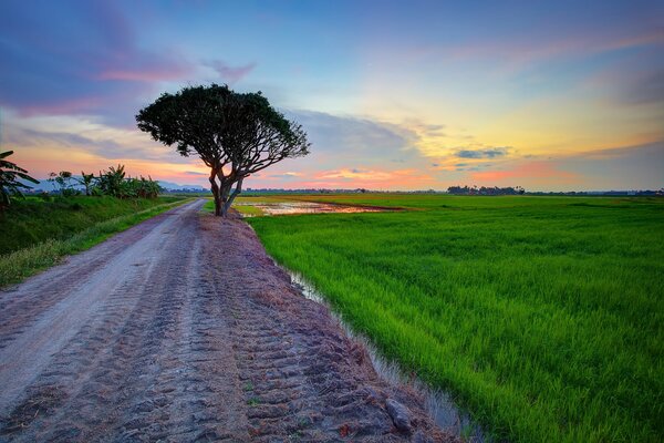 Árbol en la carretera, campo verde, nubes de colores